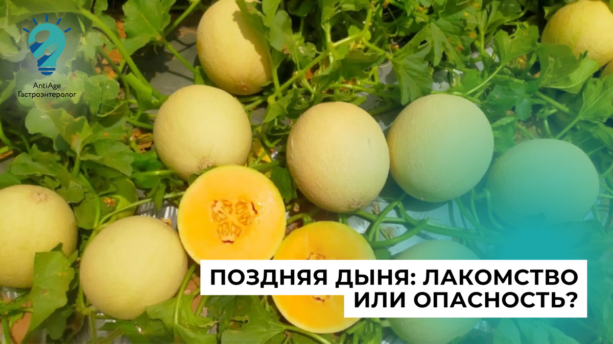 поздняя дыня
