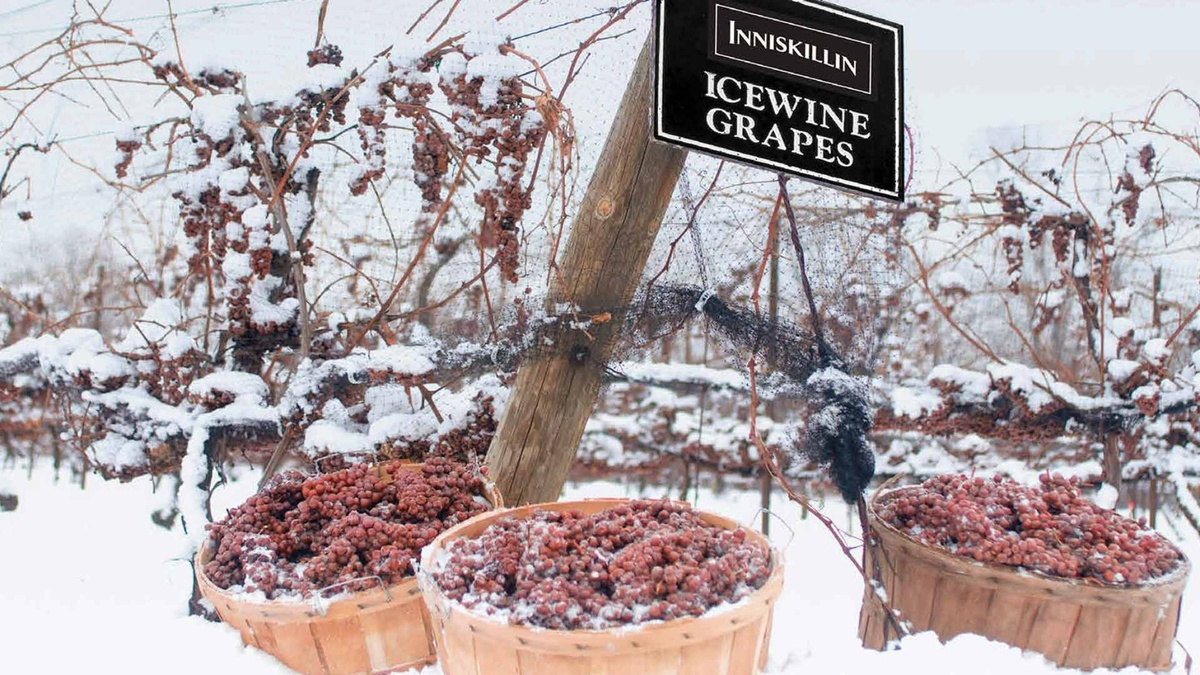 Виноград для производства Айсвайна (Eiswein) - ледяное вино.  Ягоды оставляют на лозе до наступления морозов, температура должна опуститься до -7 °C или ниже. На момент холодов виноград должен быть полностью созревшим