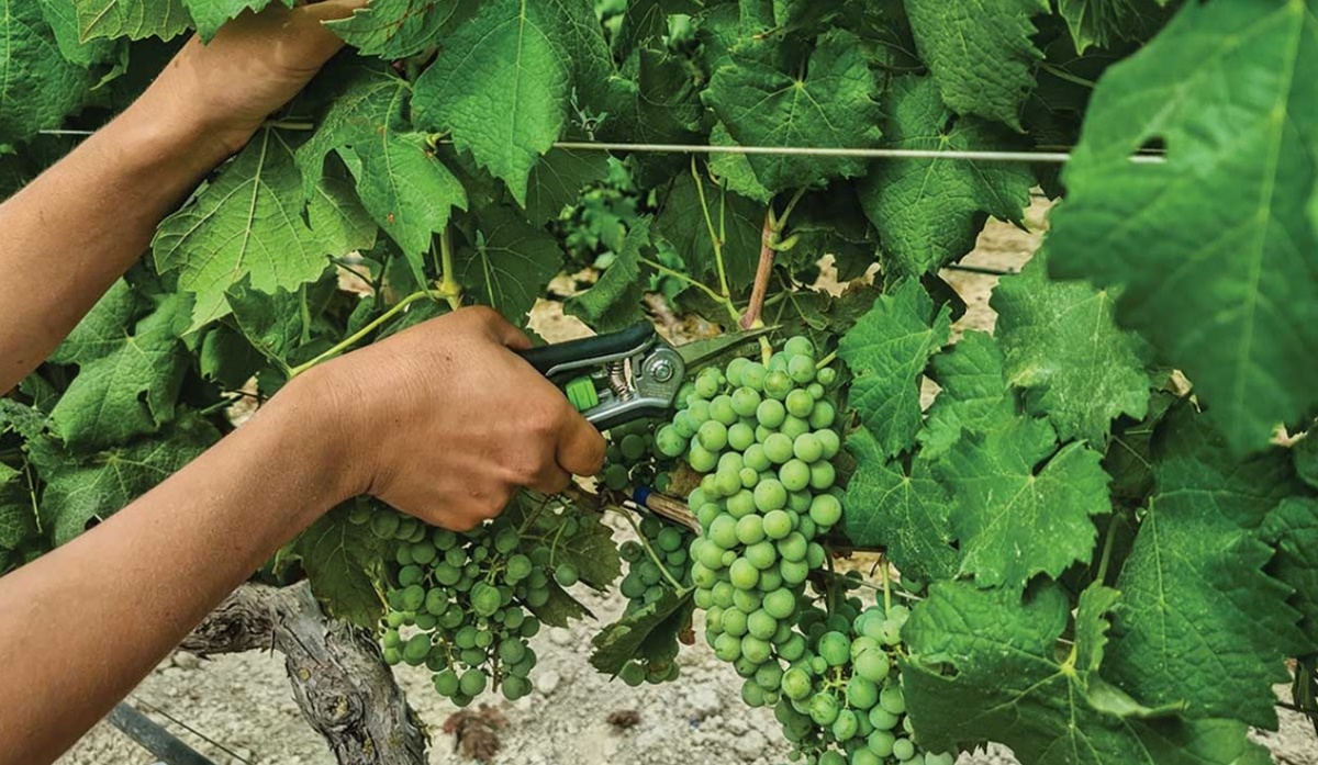 Зеленый сбор обычно планируют на период смены цвета виноградной ягоды - верезон (veraison), чаще всего - конец июля и август