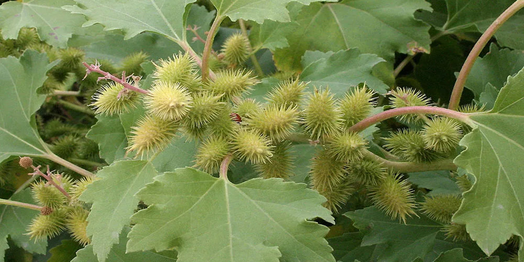 Растение дурнишник — польза несмотря на название