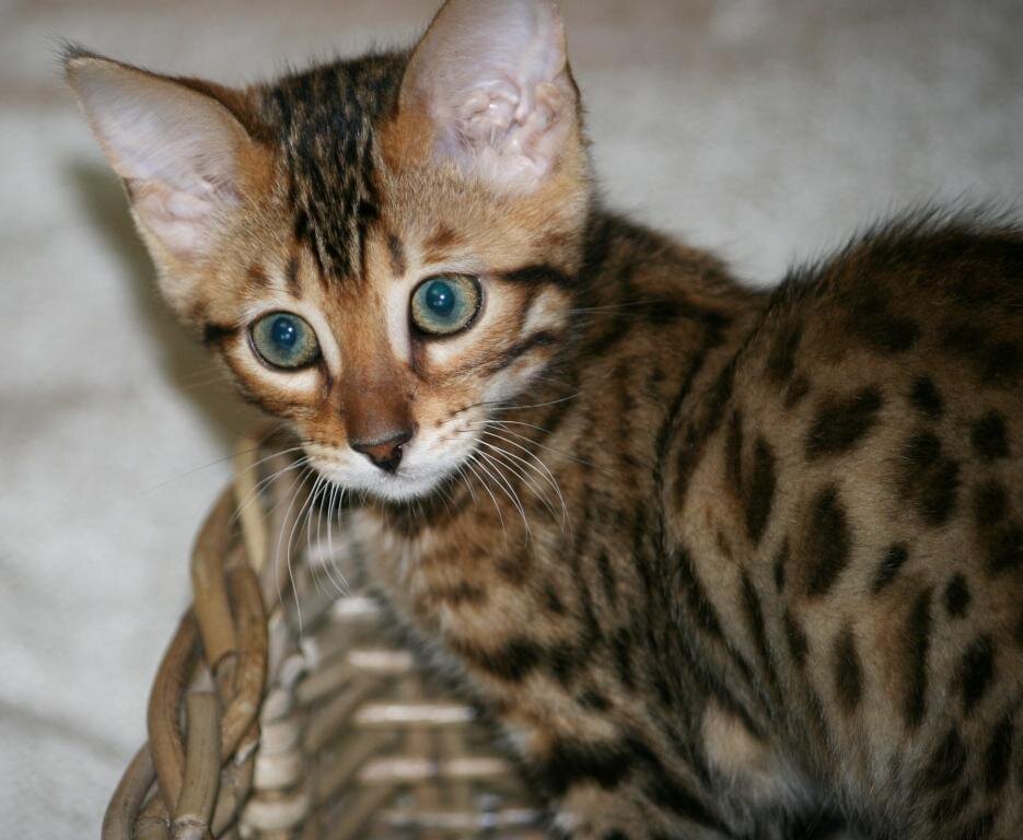 бенгальские котята
