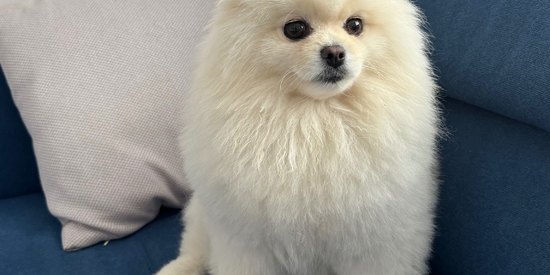 Плюсы и минусы жизни со шпицем