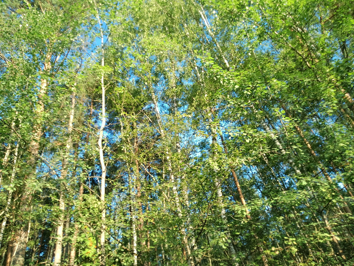 Фото автора. Размеренная жизнь без стресса – это ключ к крепкому здоровью