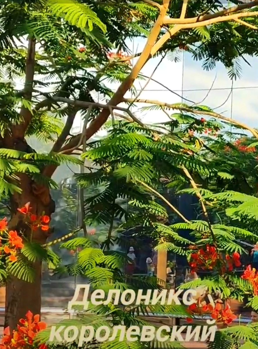 🌿🌸🌿🌸🌿🌸🌿