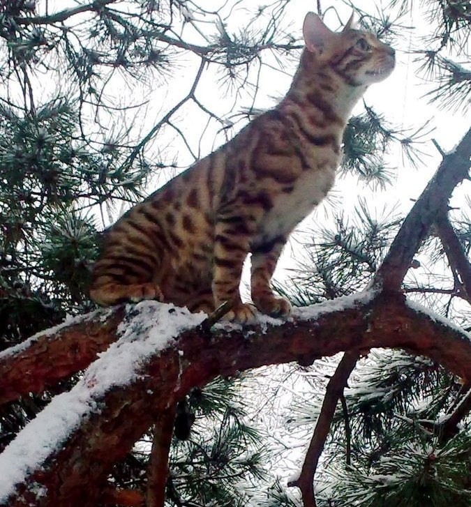 бенгальские котята