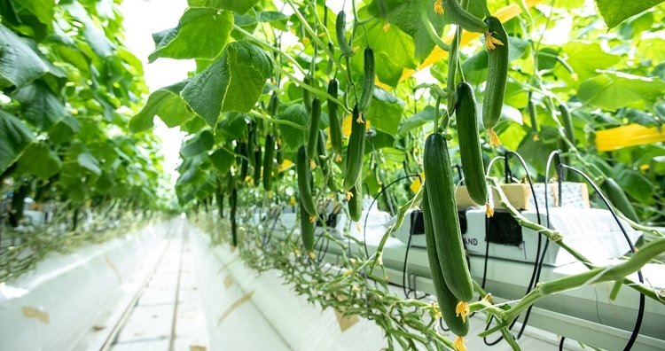    Фото: Пресс-служба направления «Минеральная изоляция» компании ТЕХНОНИКОЛЬ