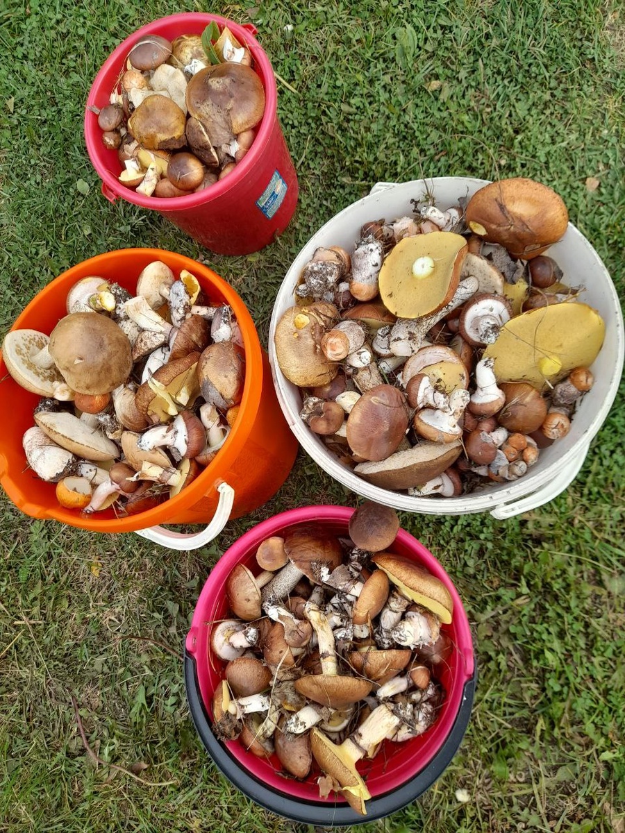 Маслята. Фото: Лариса Курзова