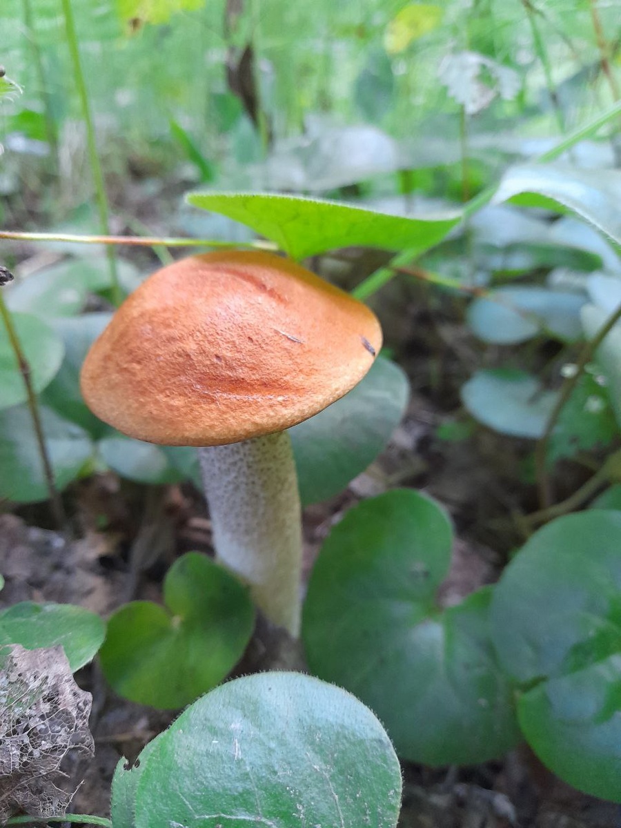 Подосиновик. Фото: Лариса Курзова