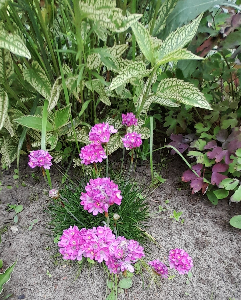 Армерия. Фото автора 