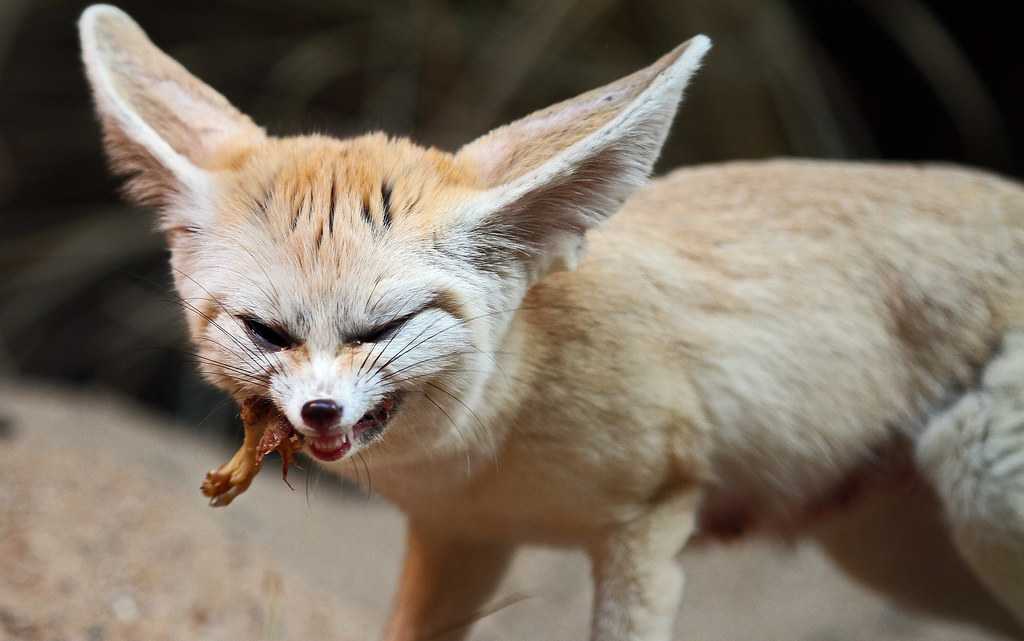 Какой сочный сверчёк!
