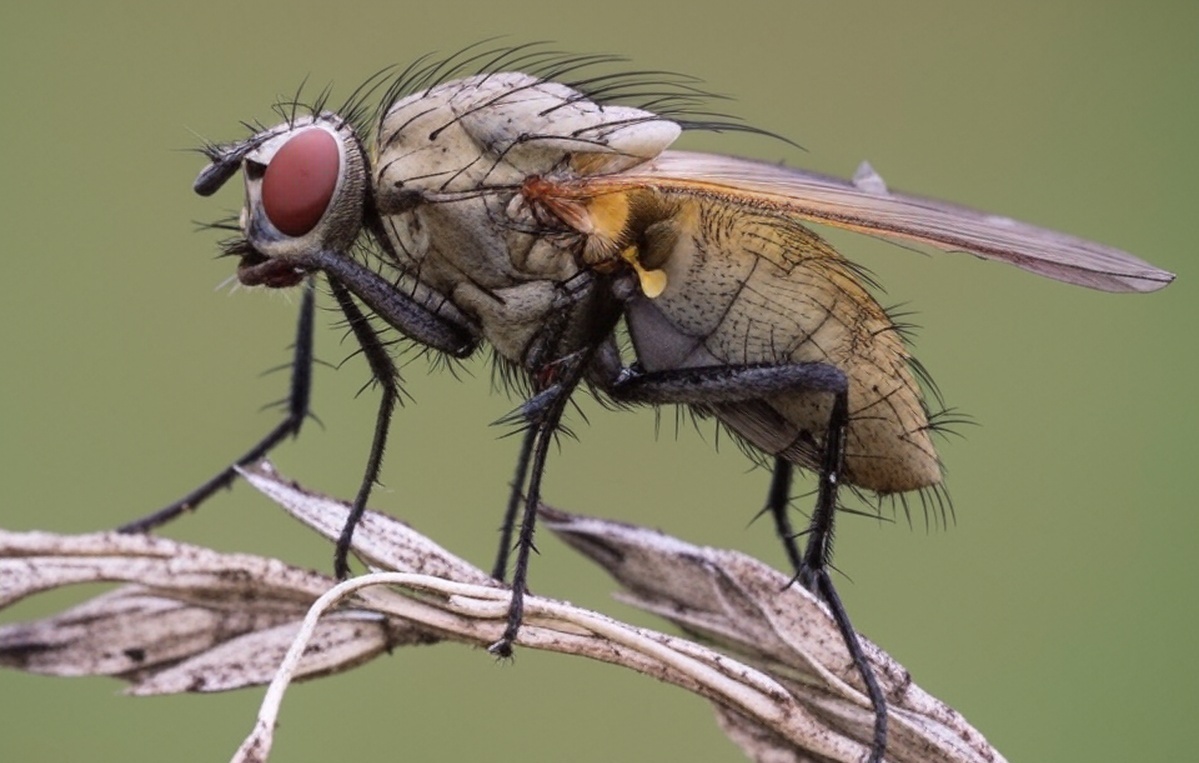 Так выглядит главный враг луковых грядок — луковая муха.