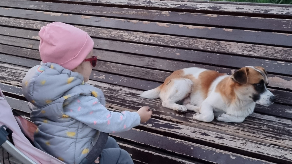    Кураторы бездомных животных в ХМАО получили официальный статус