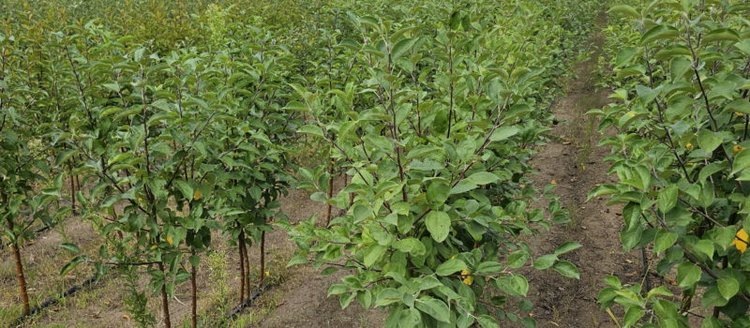    Фото: Служба по работе со средствами массовой информации филиала ФГБУ «Россельхозцентр» по Ленинградской, Мурманской областям и Республике Карелия