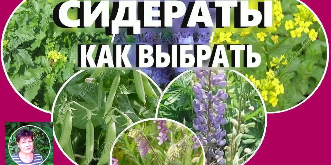 Какие сидераты сеять осенью, весной, под зиму