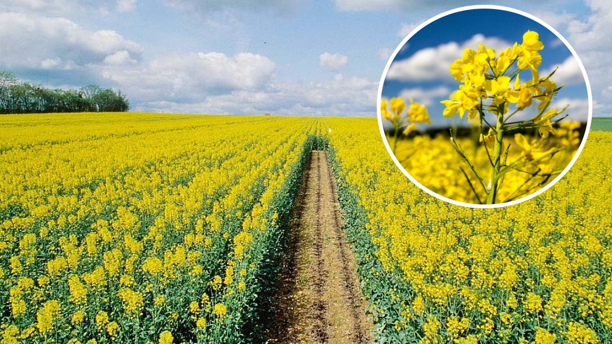 Рапс очень популярная сидератная культура в фермерских хозяйствах.