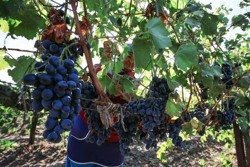     © РИА Новости. Виталий Тимкив