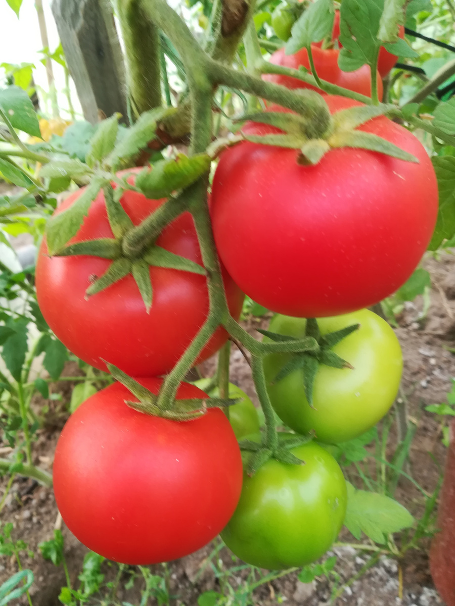 Он же в теплице