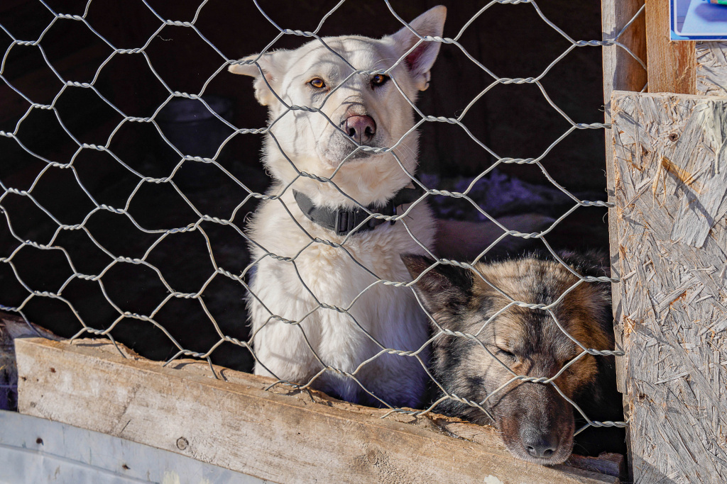    В Югре изменили порядок работы приютов для животных