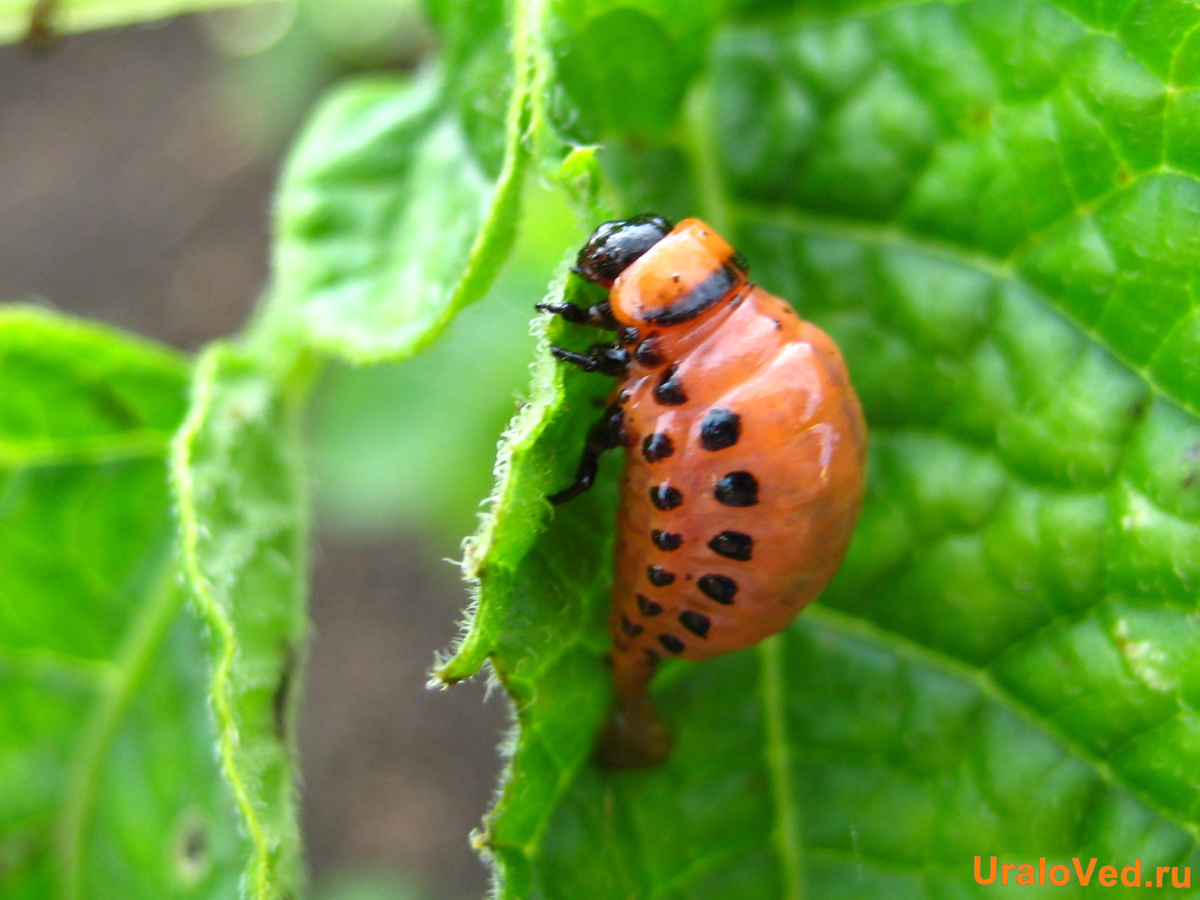 личинка колорадского жука за работой