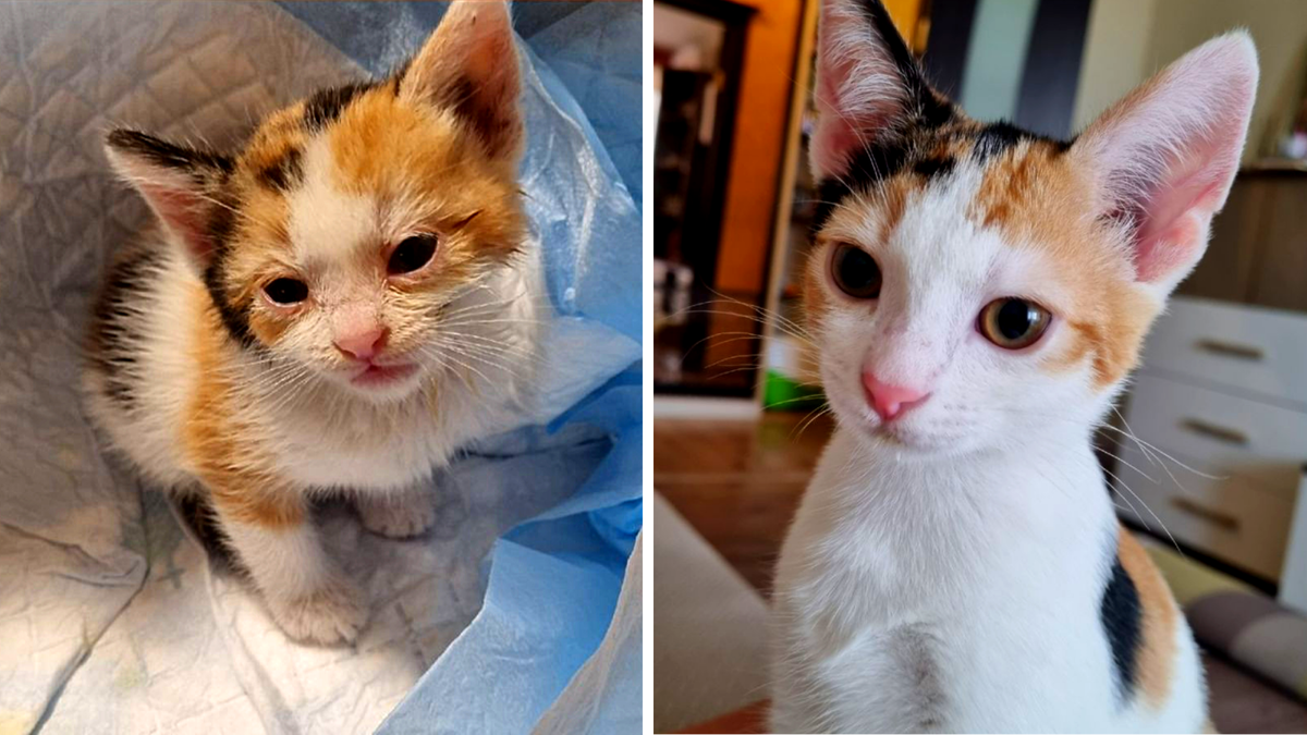 Фото этой малышки прислала Елена Ромахина. Разница на фото 2 месяца. Любовь и ласка делают чудеса!  