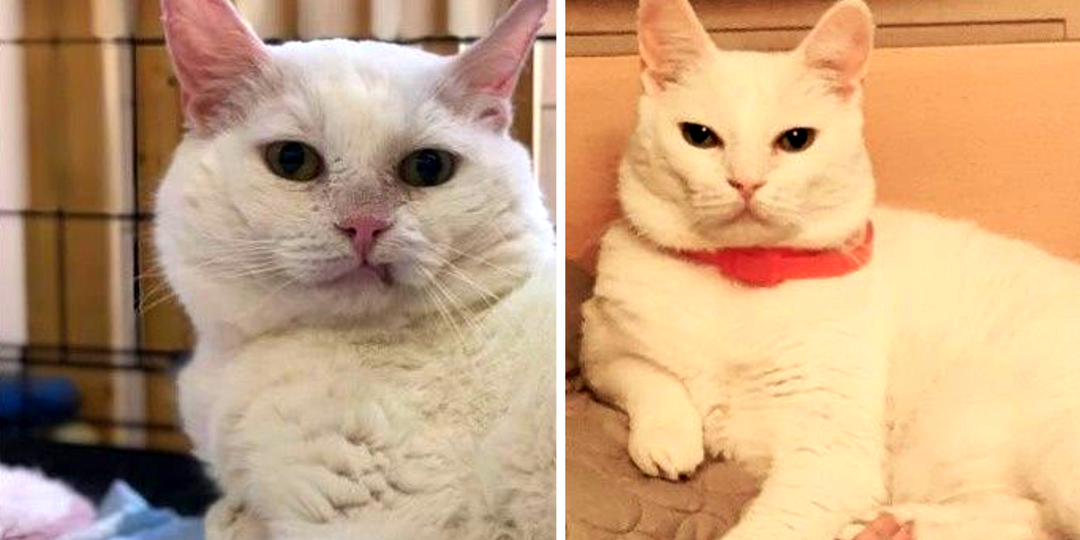 Искали маму, а нашли семью: фото 11 бездомных кошек, попавших в добрые руки (кадры До и После)