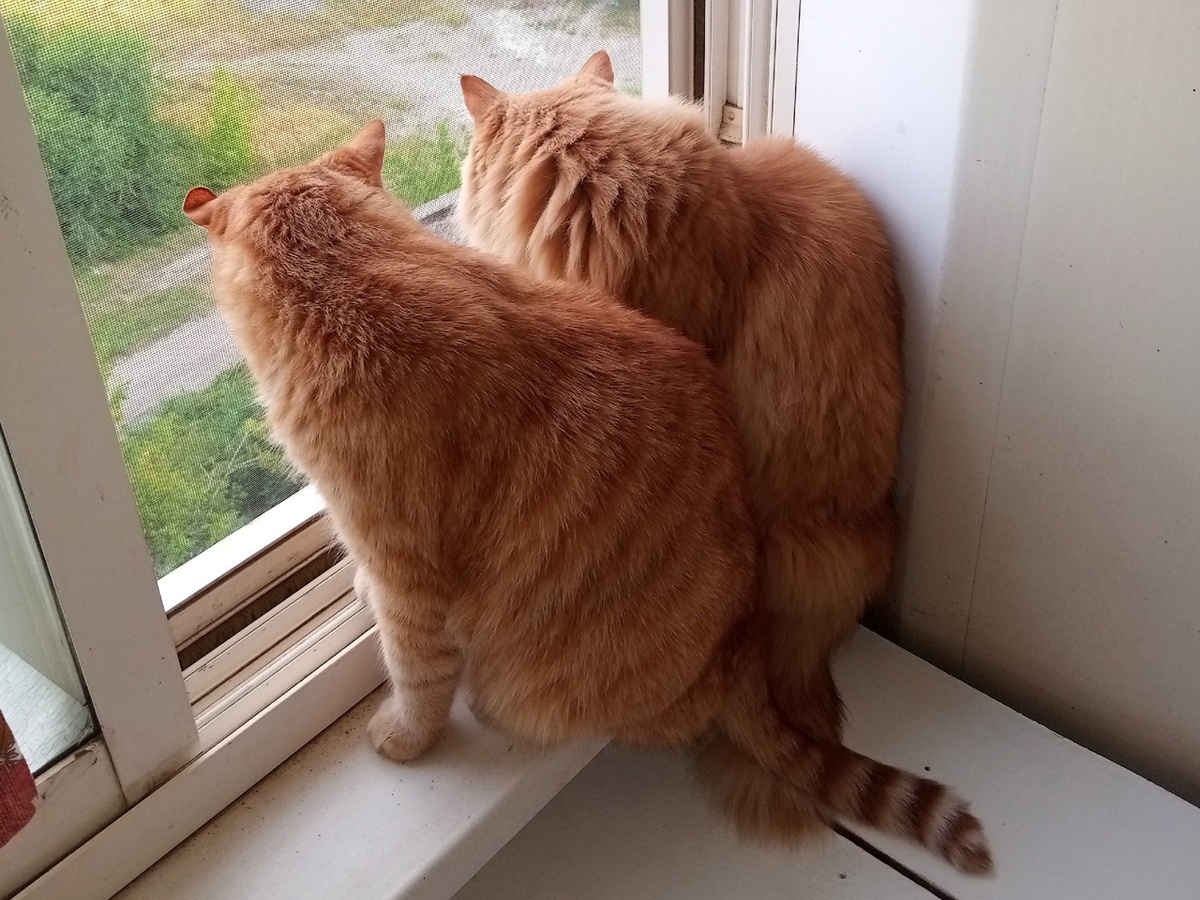 иллюстрация из яндекс картинки.