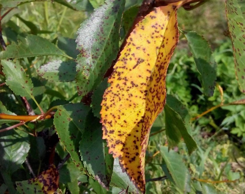 Вот так выглядит это заболевание. Источник фото: pegasovaphoto.ru