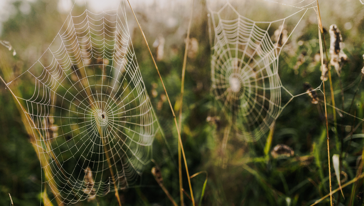     Фото: zedspider/Shutterstock/FOTODOM Паутина предвещает сухую осень