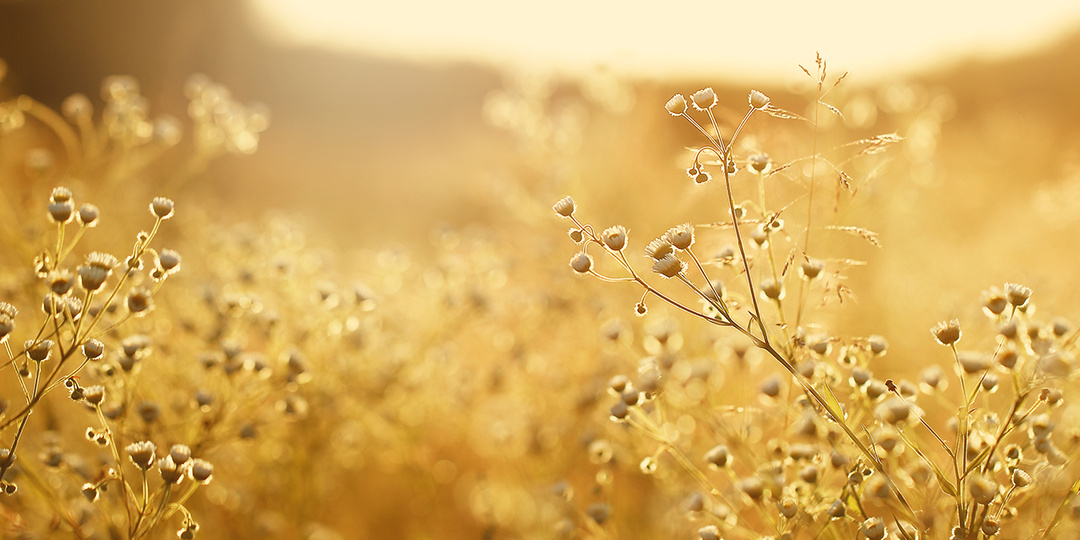 Почему бабье лето так называется