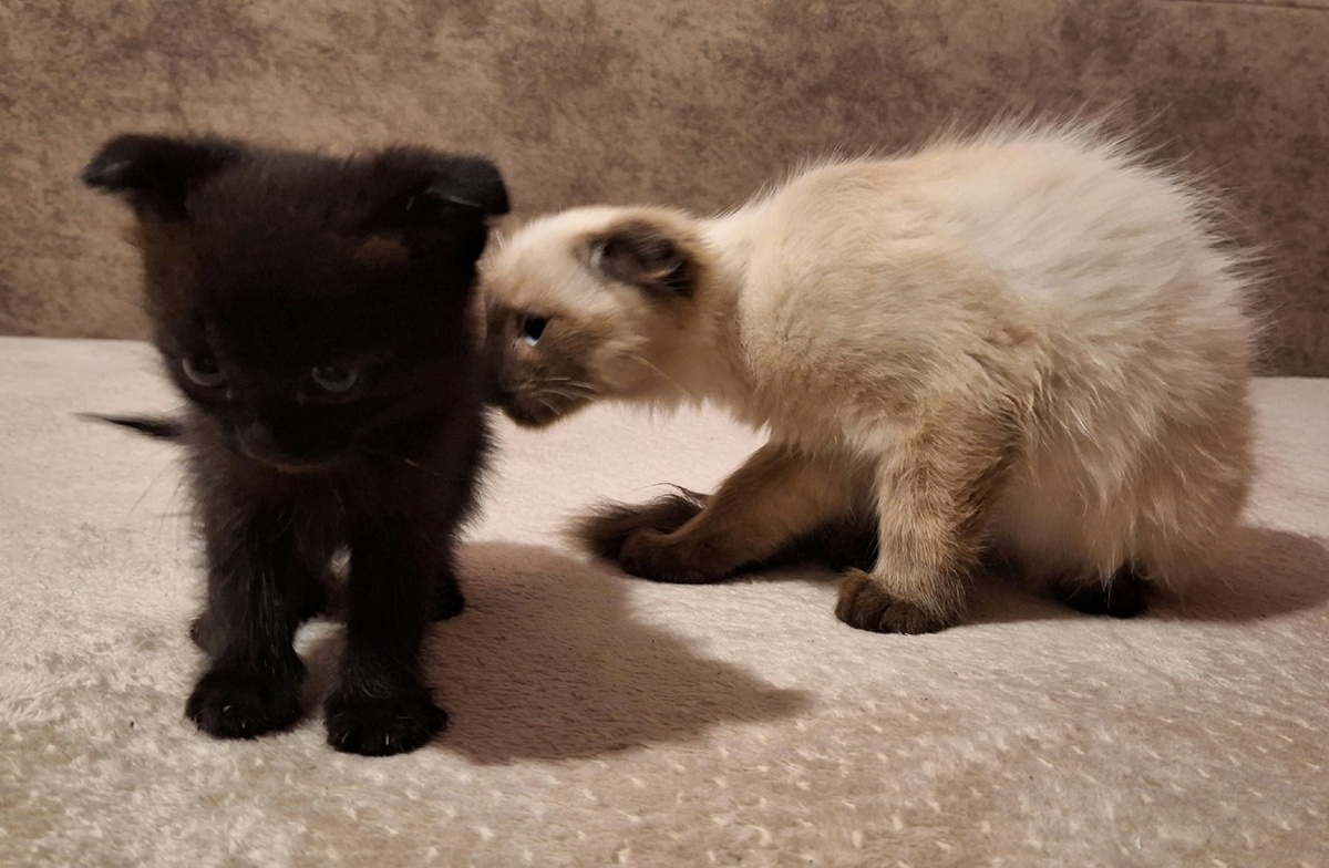 Фото Димитрия Смолева