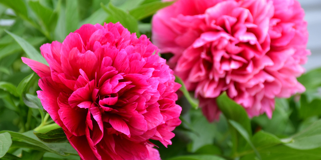 Осенний уход за Пионами – четыре шага к крупным, пышным соцветиям цветов