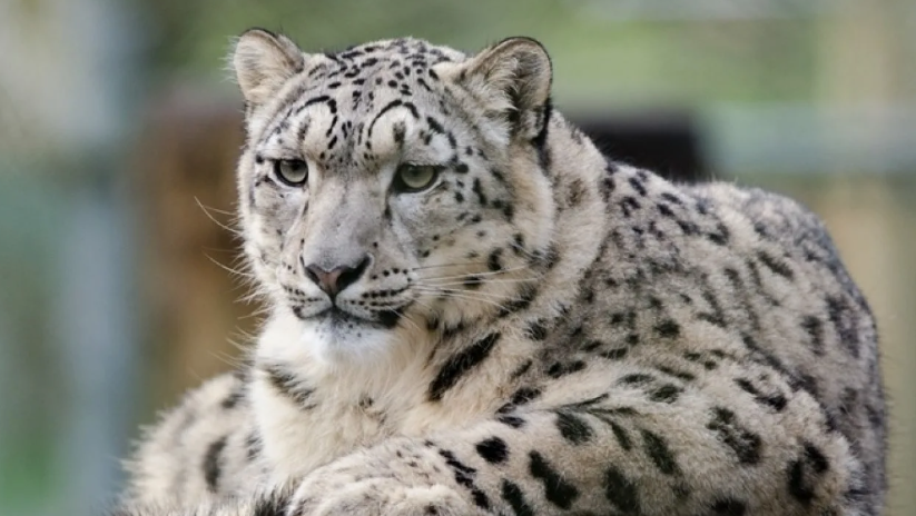 Хотелось бы погладить?