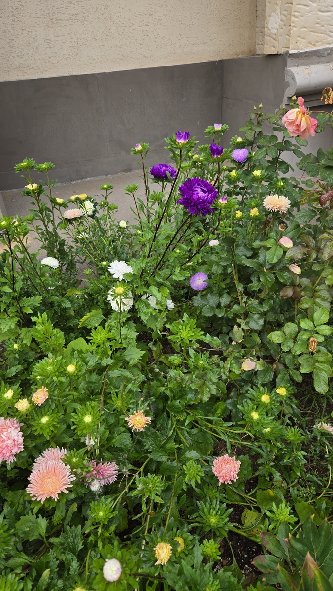 Астры, из соседнего двора