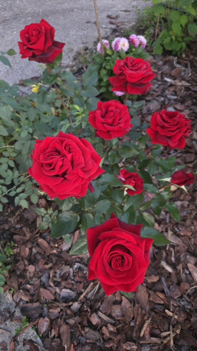 Бархатные розы. Эти уже мои.