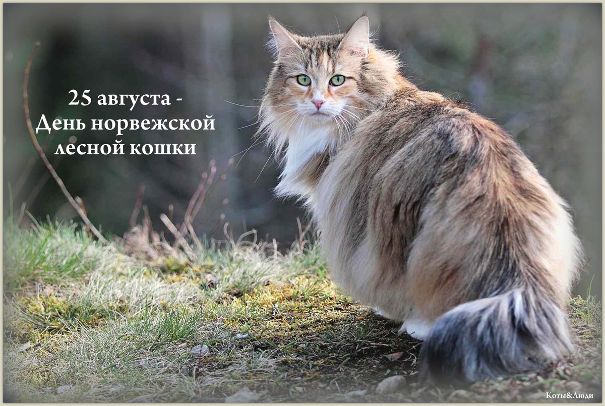 Коллаж автора. Источник фото: https://www.dailypaws.com/cats-kittens/cat-breeds/norwegian-forest-cat