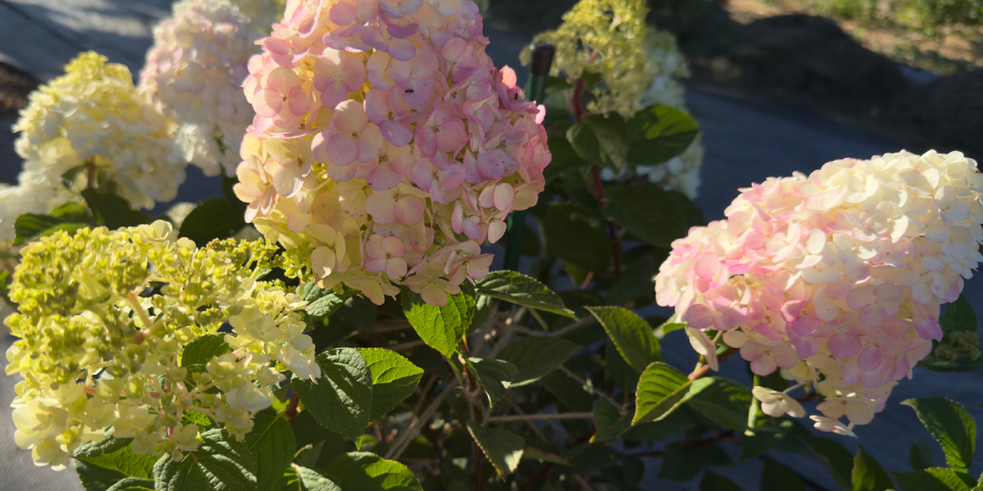 Почему у гортензии коричневеют листья? Разбираем причины и спасаем королеву сада!