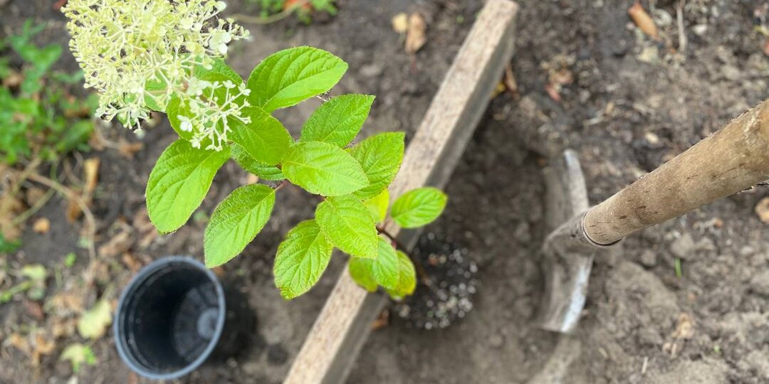 Идеальное время для пересадки метельчатых. Мой способ посадки гортензий «под доску»