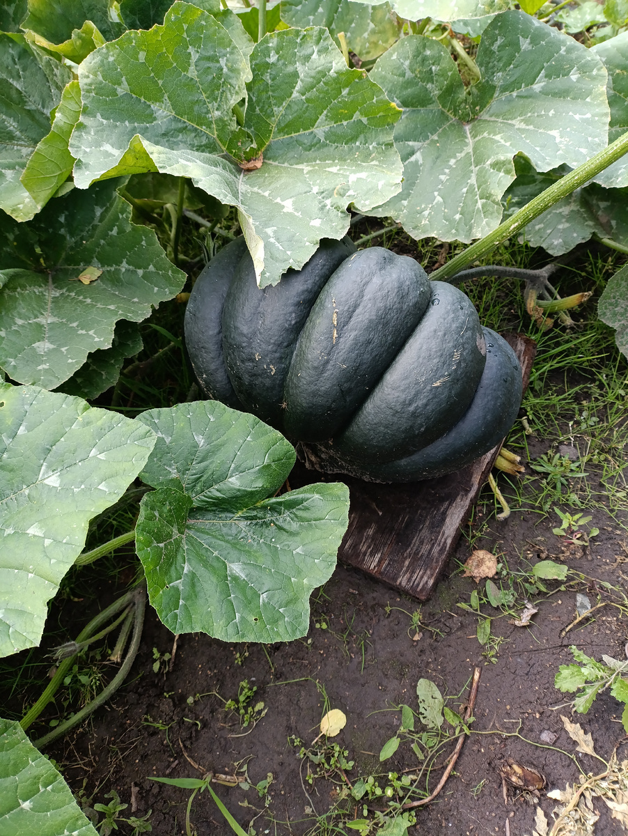 Тыквы в этом году уродились.Не поднять