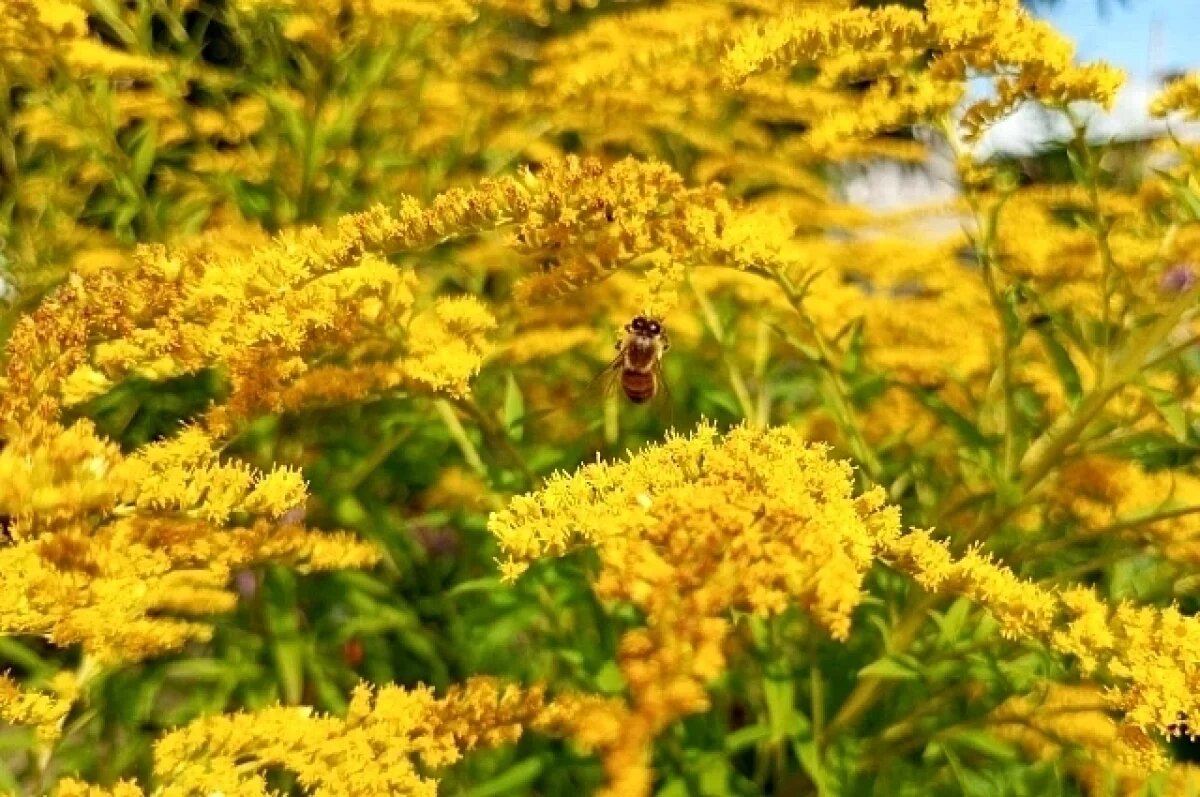    Во второй половине недели калининградцам обещают летнюю жару