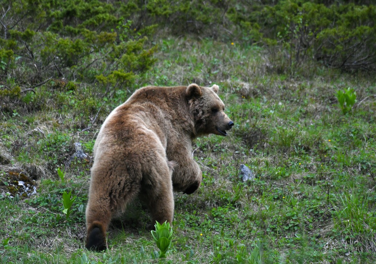    Фото: пресс-служба Кавказского заповедника