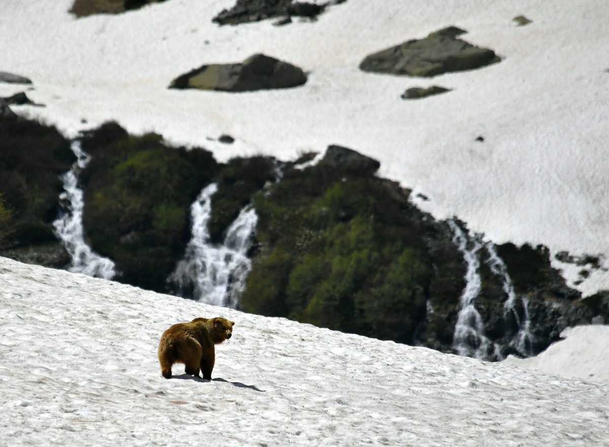    Фото: пресс-служба Кавказского заповедника