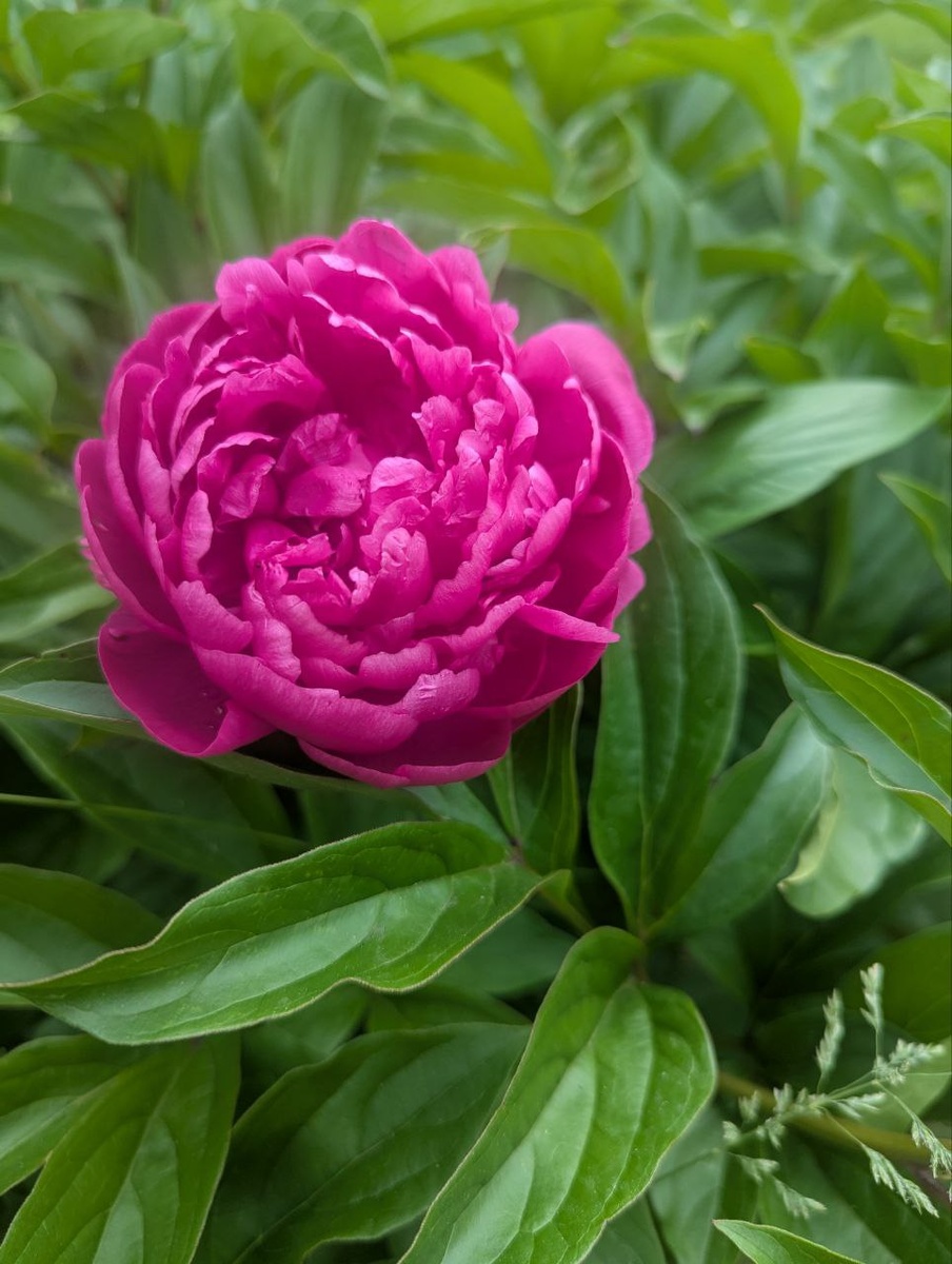 пионы в начале июня