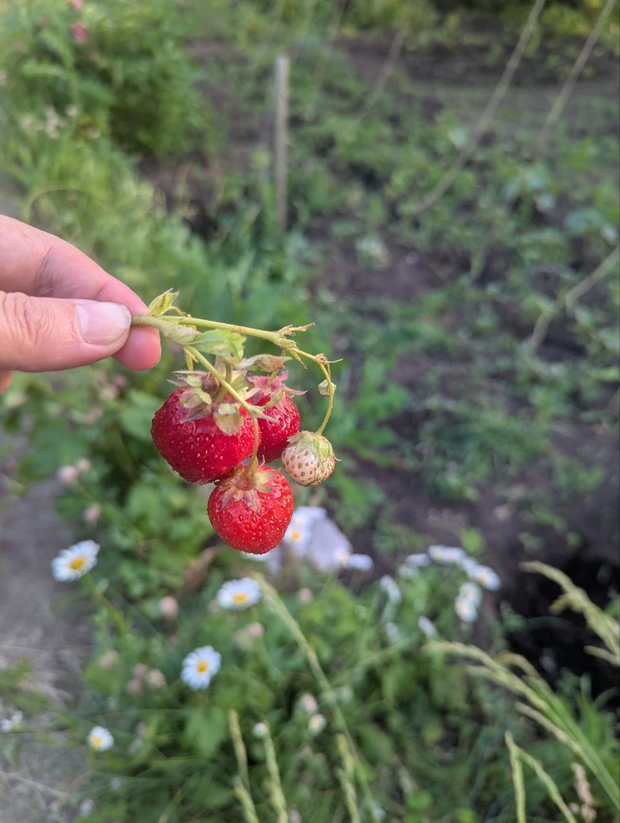 клубника созрела