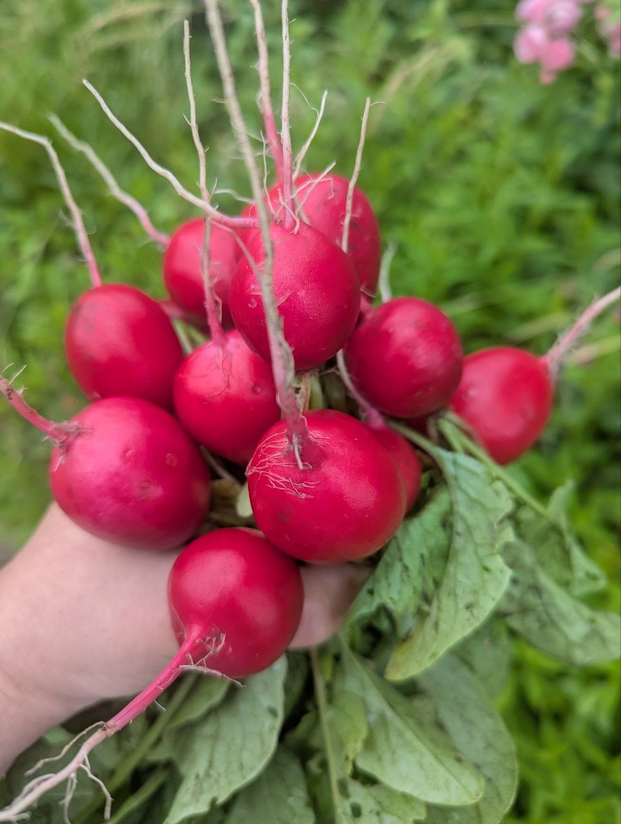 редиска ,в прошлый раз " ушла в стрелку"