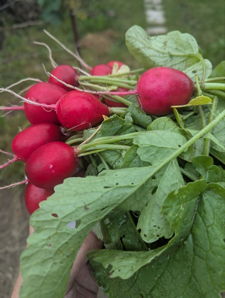 хорошенькая :))