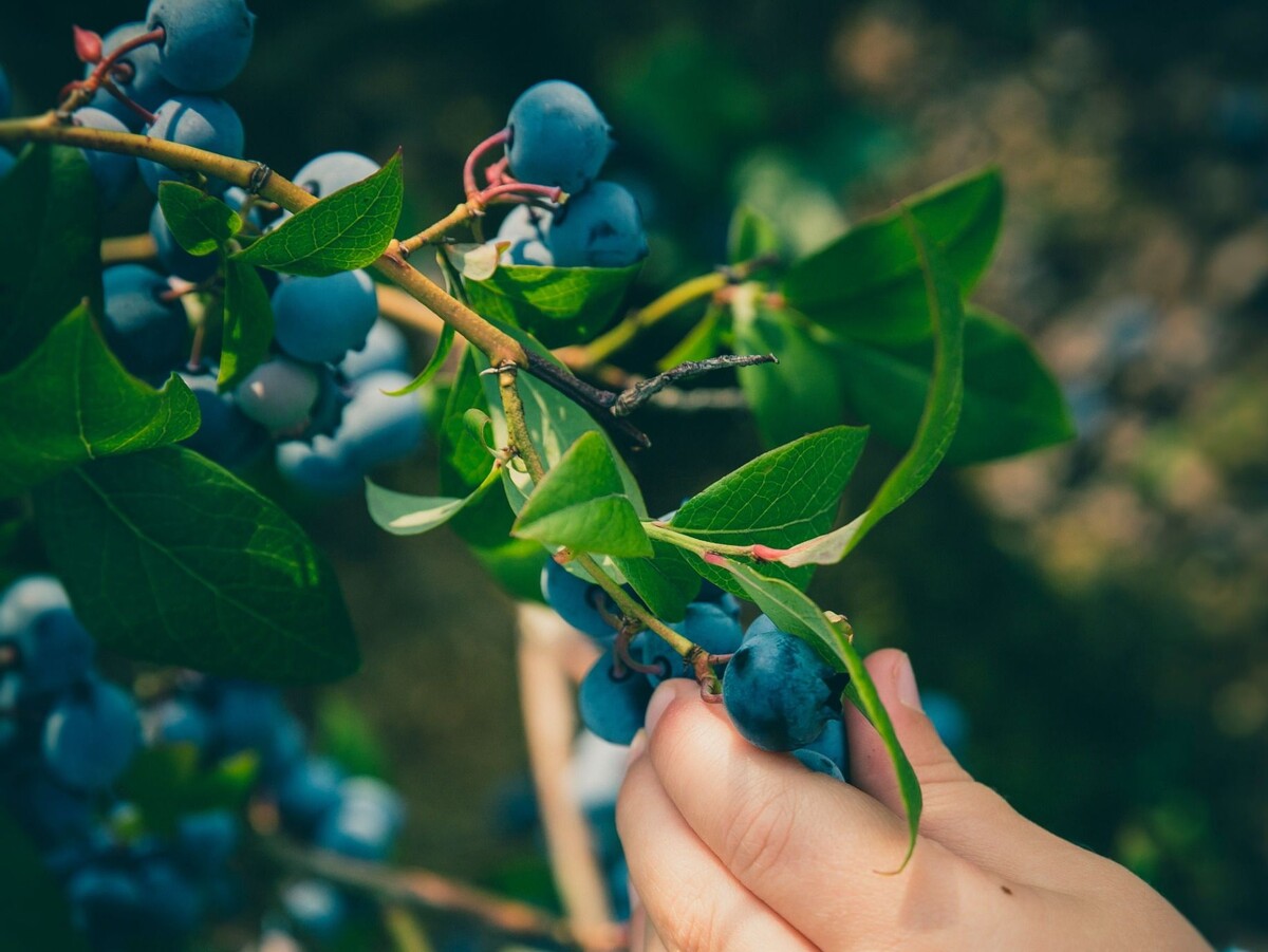 Фото использовано в качестве иллюстрации. Источник Яндекс-картинки
