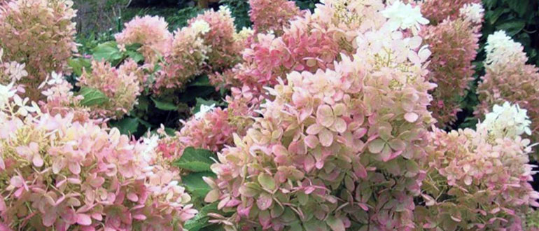 Сорт "Фантом"