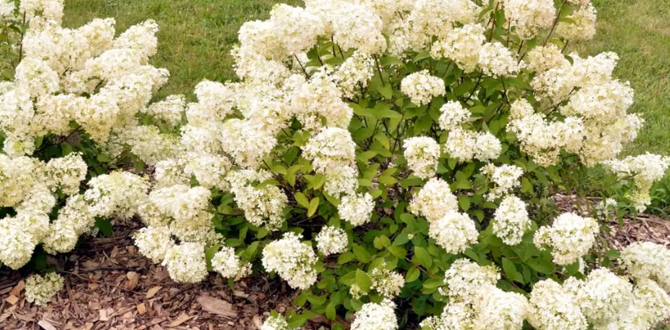 Сорт "Бобо" это карликовая гортензия с ранним цветением и плотными шаровидными соцветиями до 50 см в высоту