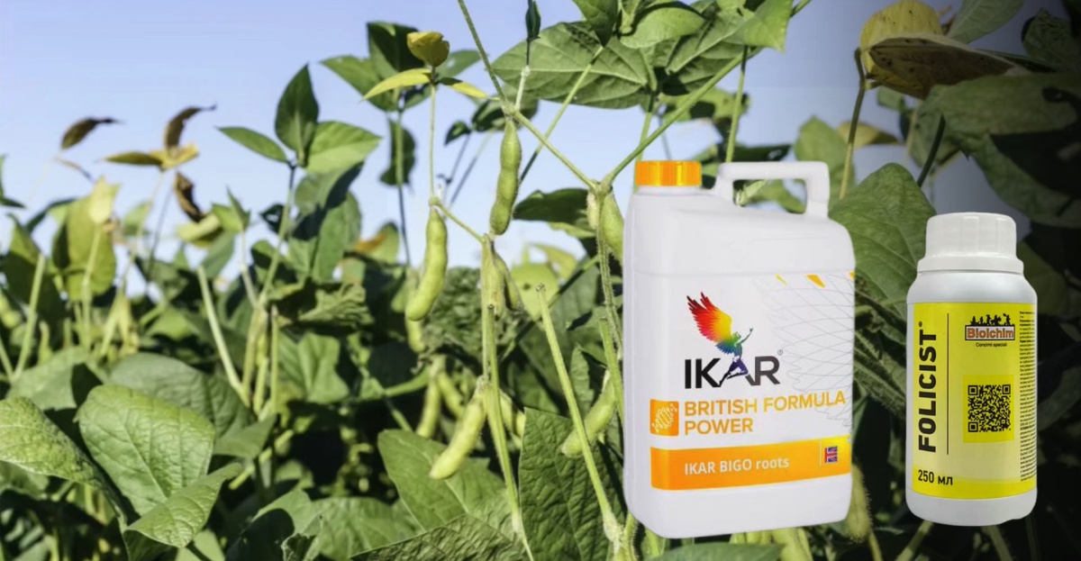 Фолицист и Биго Рутс на сое