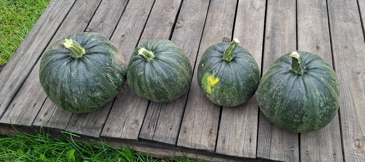 Тыквы. 